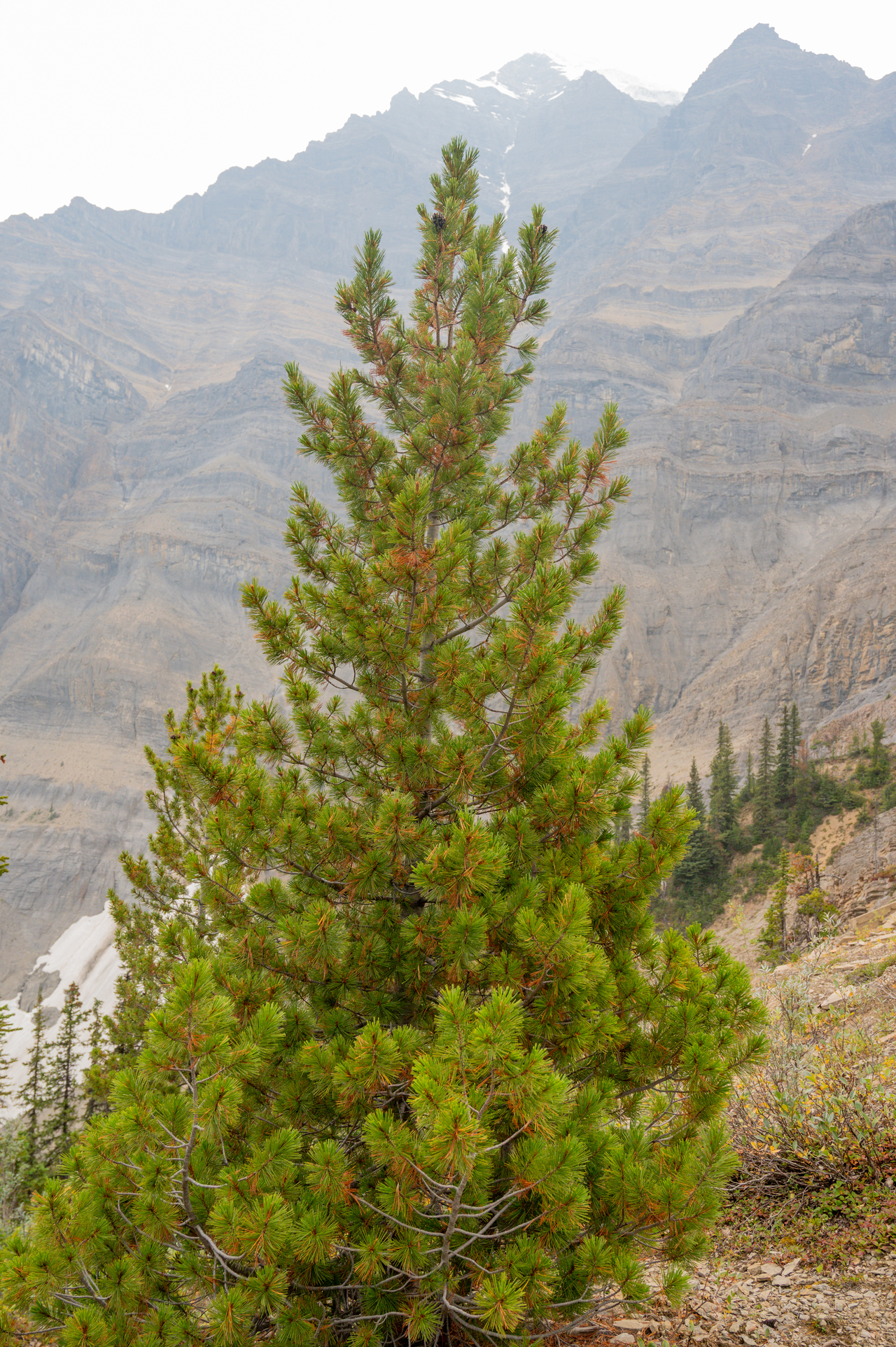 Whitebark and Robson's summit