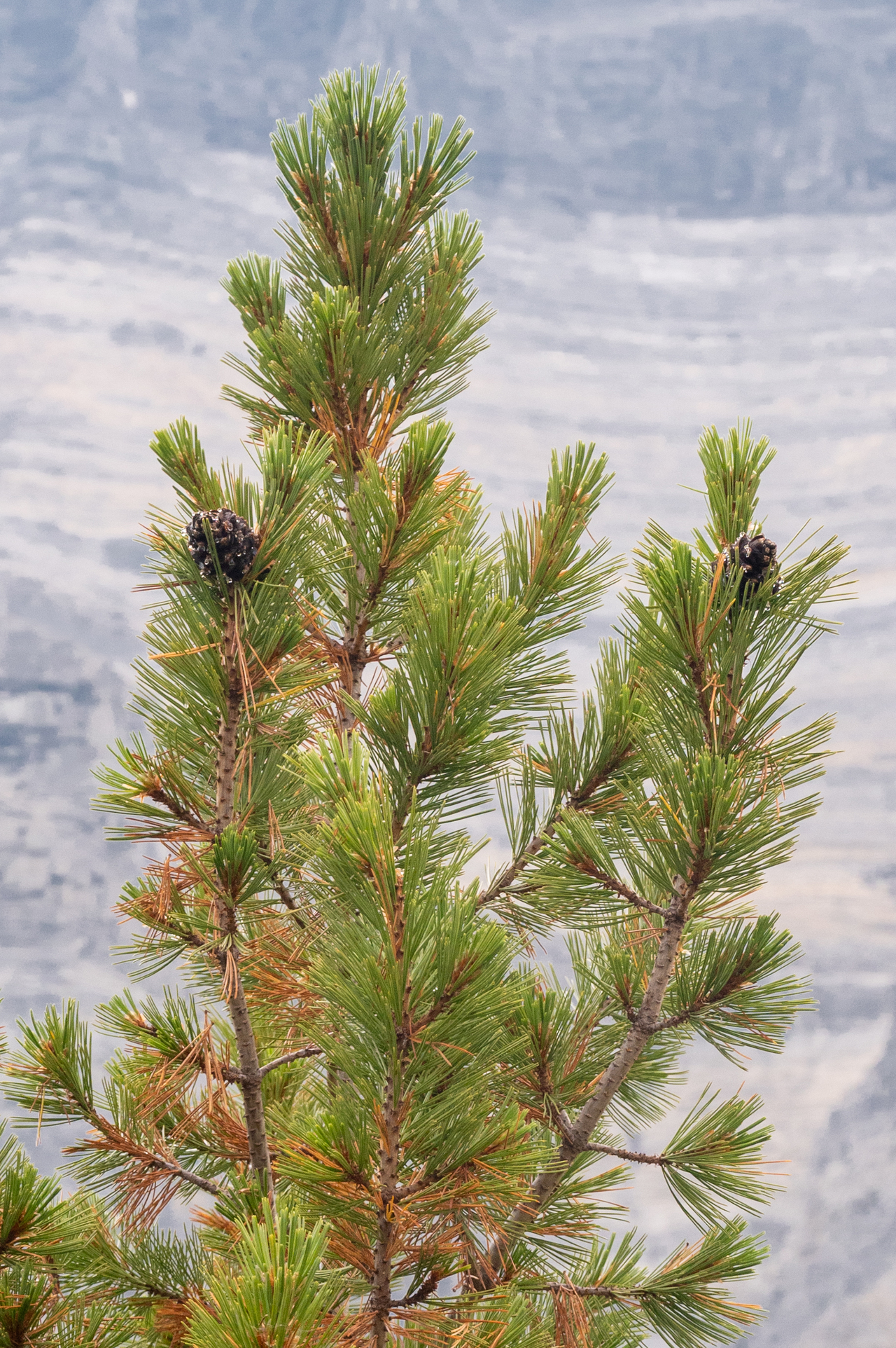 Kinney Lake from the Robson River Bridge